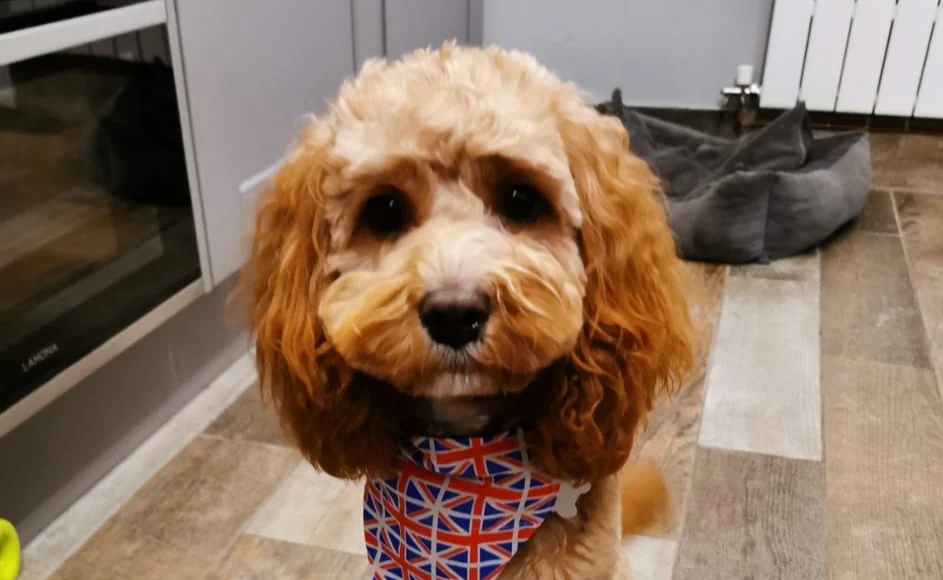 A fluffy brown dog with curly fur stands indoors on a wooden floor, wearing a Union Jack bandana around its neck. A dog bed is visible in the background.