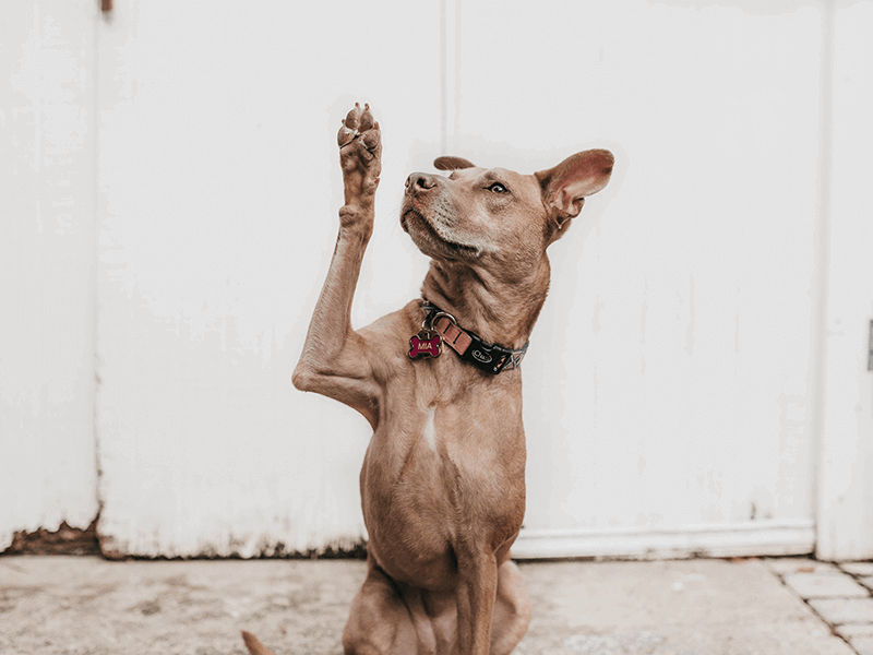 A brown dog with a collar and tag sits on the ground, raising its right paw as if to wave or ask for attention. White background.