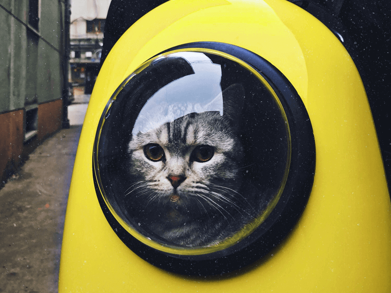 A gray cat looks through the transparent bubble window of a bright yellow backpack.